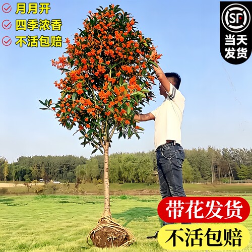 四季桂花树苗丹桂花卉绿植物