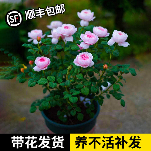 瑞典女王特大浓香型玫瑰月季花苗