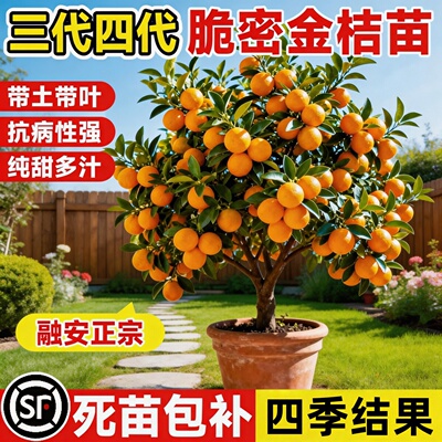 融安脆蜜金桔树苗带果无籽大果