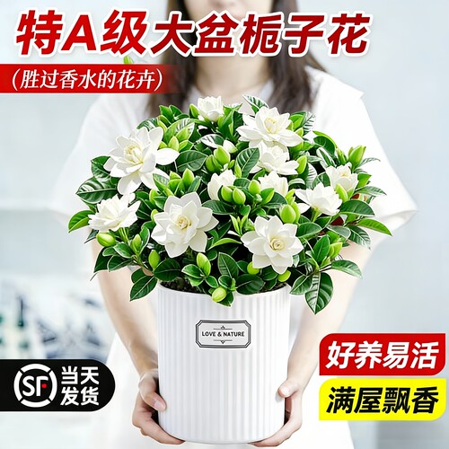 四季开浓香栀子花盆栽带苞好养