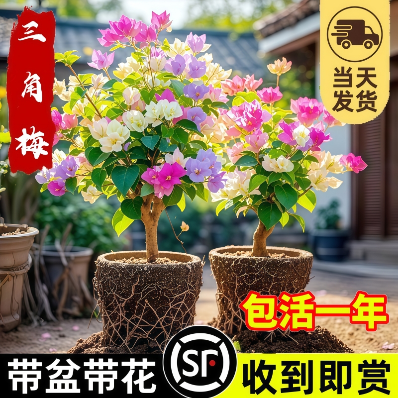 三角梅盆栽带花高端重瓣