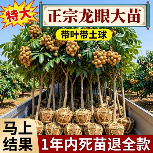 特大号龙眼树苗嫁接盆栽地栽