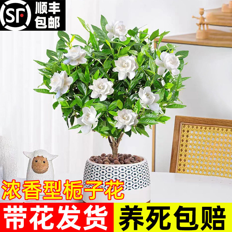 栀子花盆栽带花苞棒棒糖树苗老桩室内盆栽植物花卉大叶牡丹浓香型