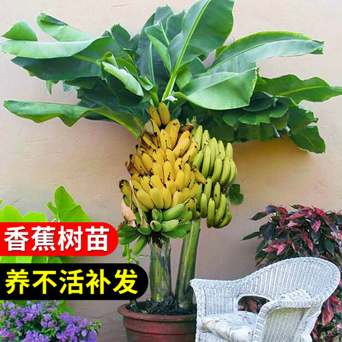 香蕉树苹果蕉红皮矮化芭蕉盆栽