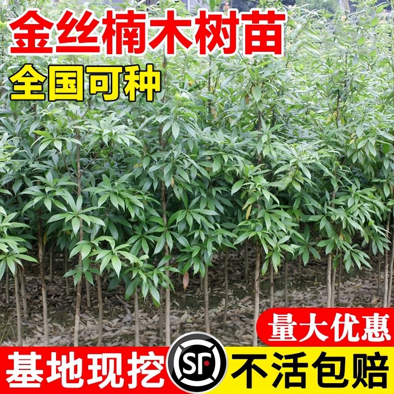 金丝楠木树苗正宗四川十大庭院名贵小叶桢楠木盆栽大树苗南方种植