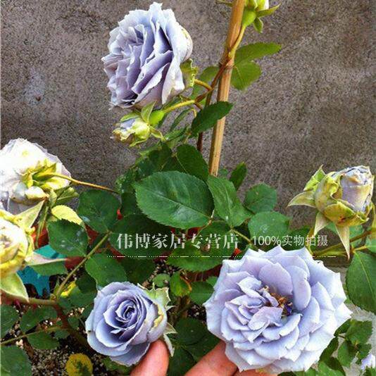 日月 转蓝 盆栽蓝色月季花苗 丰花月季耐寒微香阳台植物 带花发货