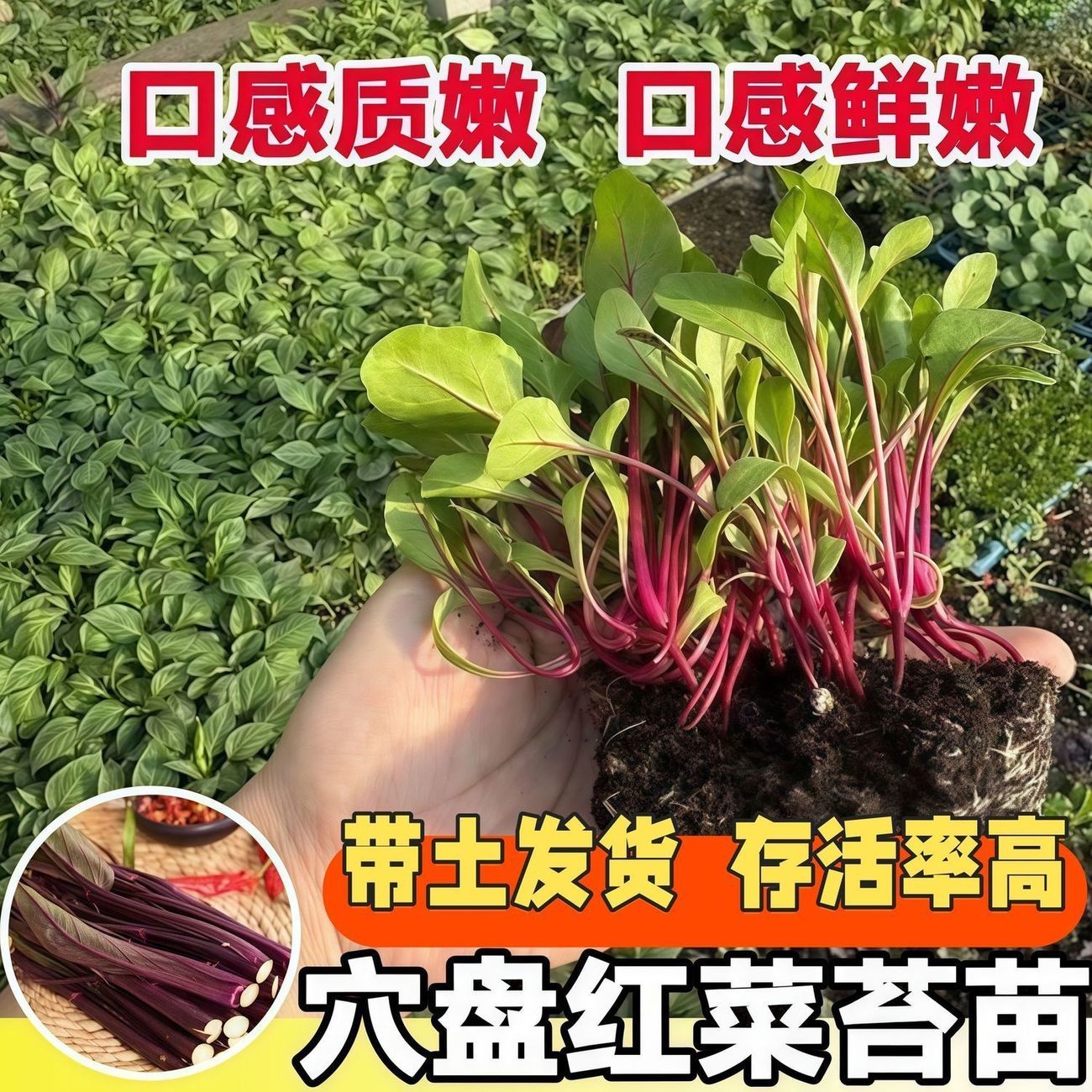 耐寒高产红菜苔秧苗阳台家庭种植多茬采收御菜苗秧四季蔬菜苗盆栽