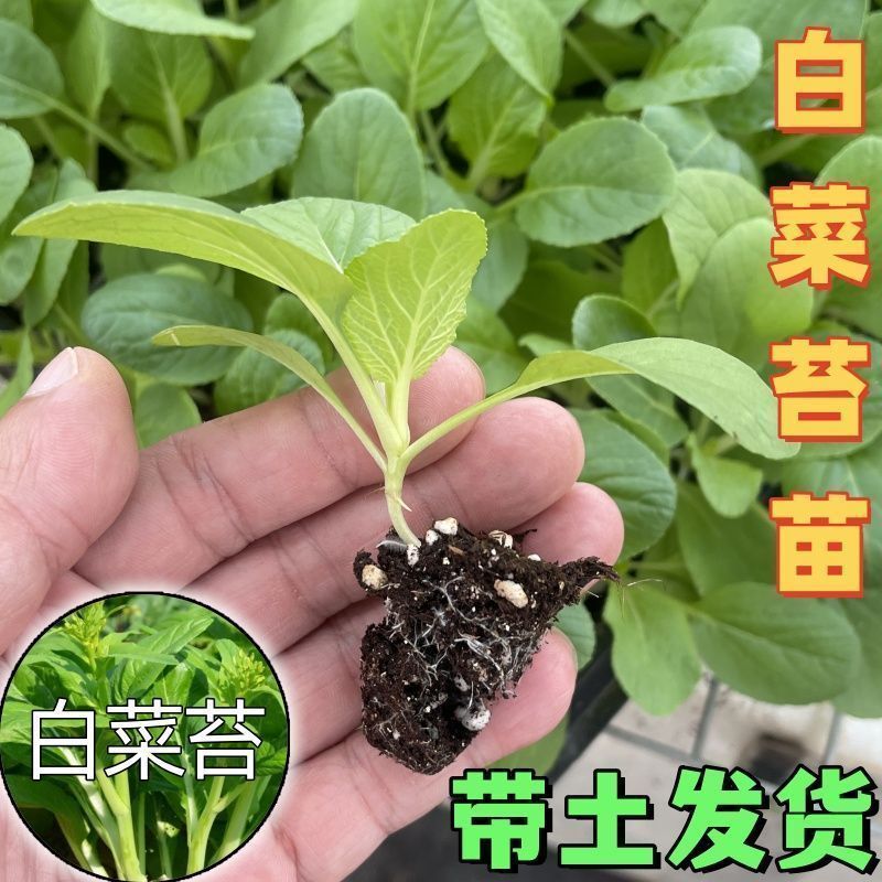 秋季蔬菜苗秧高产白菜苔秧苗带土发货口感脆嫩清甜四季阳台都能种