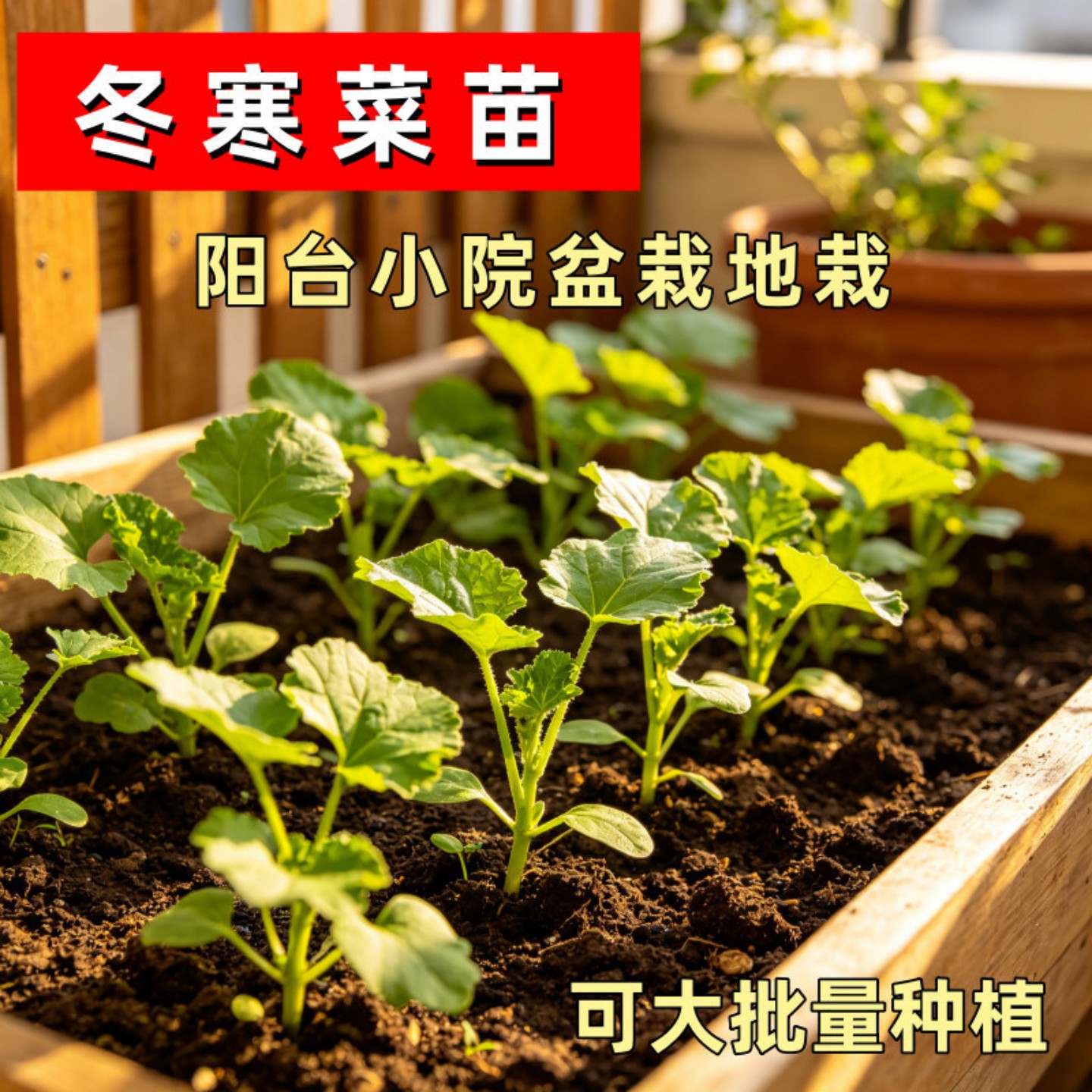 糯米冬寒菜种籽冬苋菜种子适合冬天菜种冬季蔬菜苗青菜孑菜籽菜苗