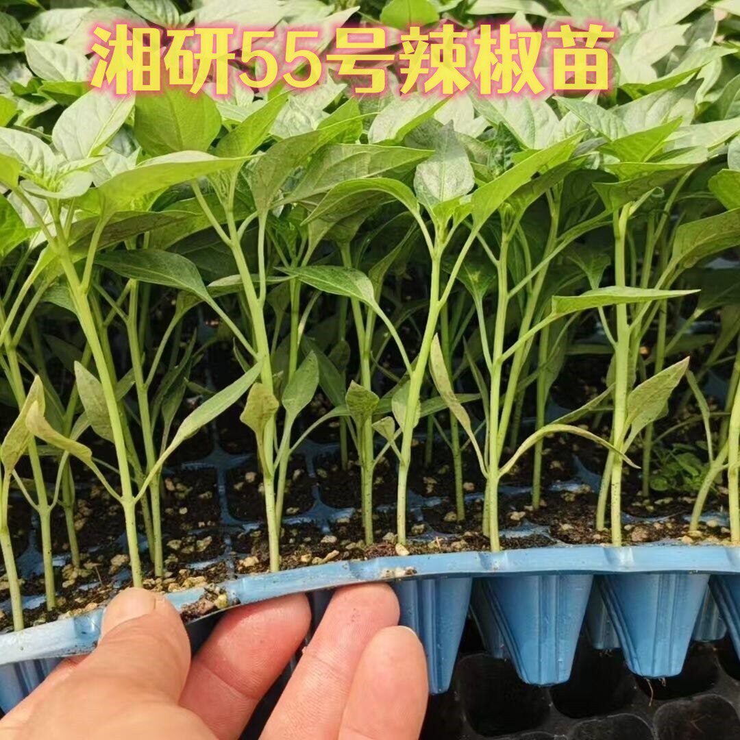 湖南本地辣椒苗湘研55号软皮辣椒苗秧高品质长牛角椒种苗微辣皮薄