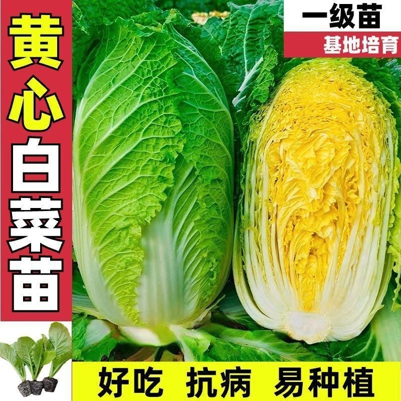 大白菜秧苗白菜苗蔬菜秧苗冬季四季秋大白菜苗子四季秋种大白菜苗