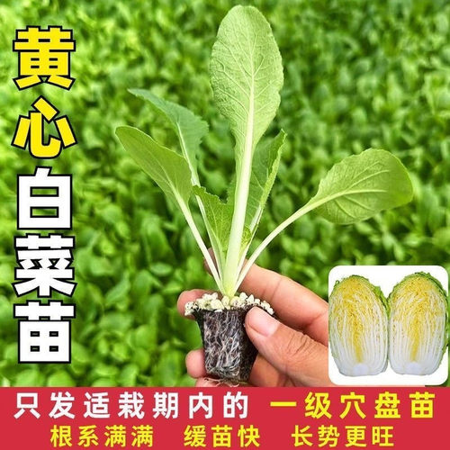 早熟黄心大白菜苗秧苗四季高产抗病盆栽耐寒本地大白菜苗娃娃菜苗