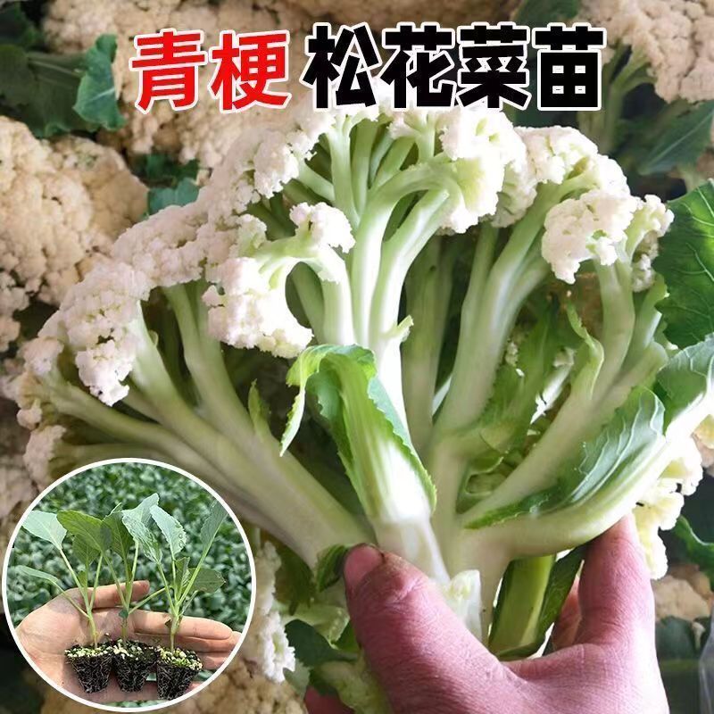 秋季青梗散花秧苗花菜苗有机花菜苗花菜苗高产盆栽庭院蔬菜苗四季