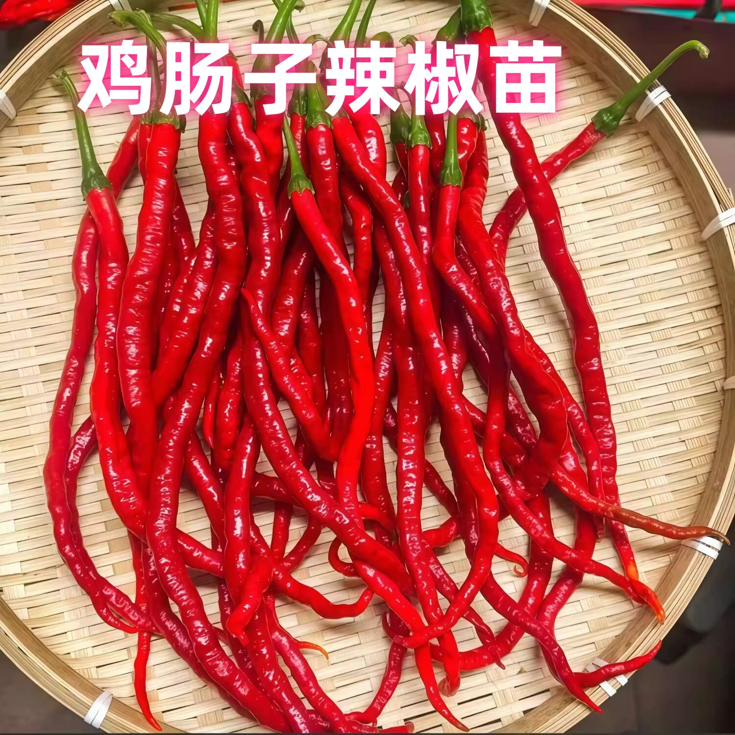 湖南辣椒苗鸡肠子辣椒苗秧带土球带根长线椒苗四季阳台盆栽蔬菜苗