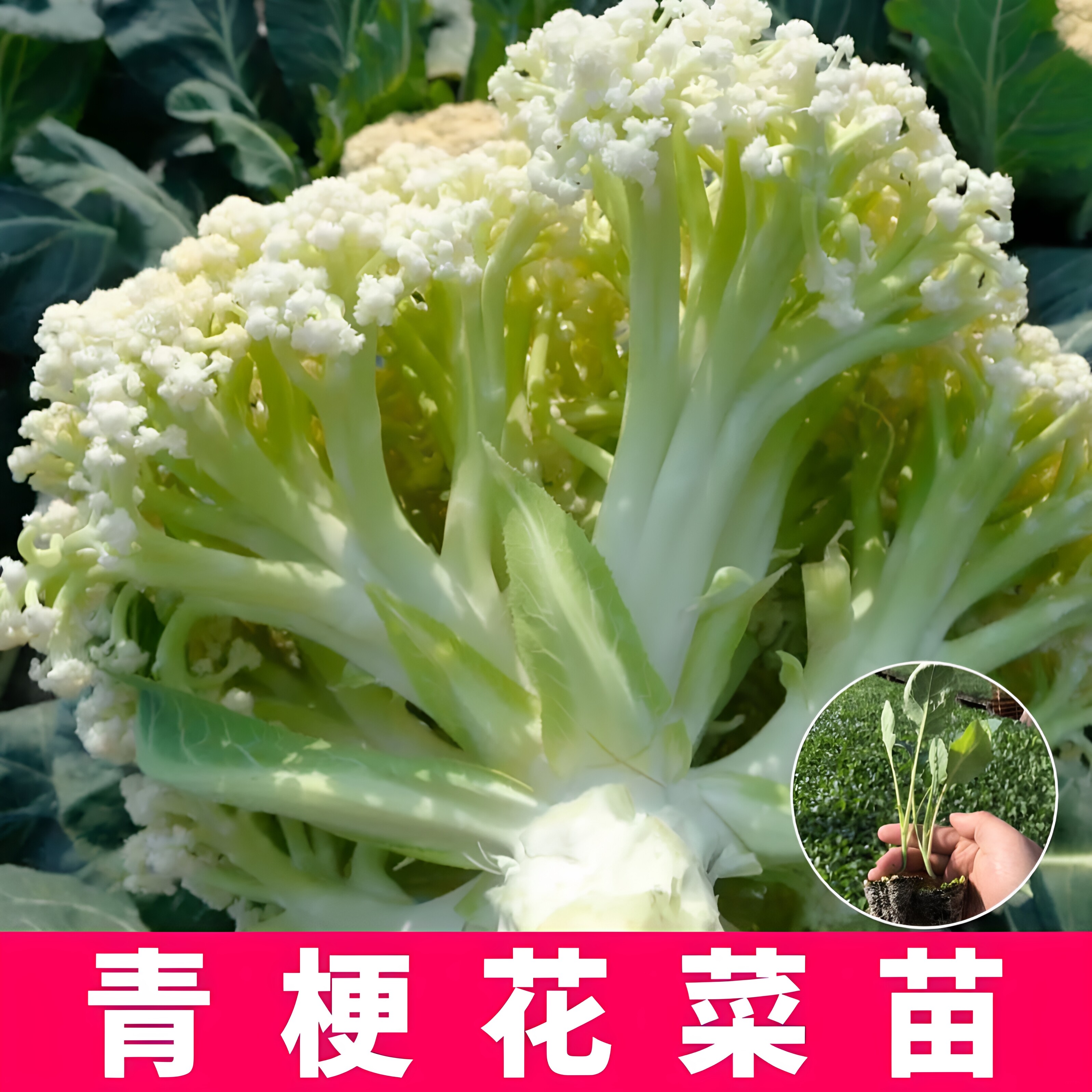 花菜苗有机花菜苗青梗散花秧苗花菜苗高产盆栽庭院新鲜秋季四季