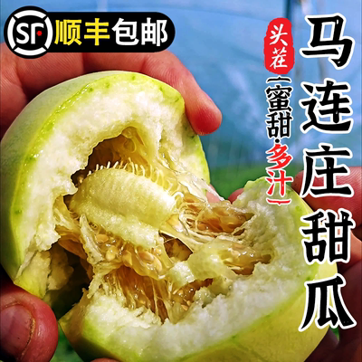【2026顺丰】正宗马连庄甜瓜山东甜瓜甜宝甜瓜脆甜孕妇新鲜水果
