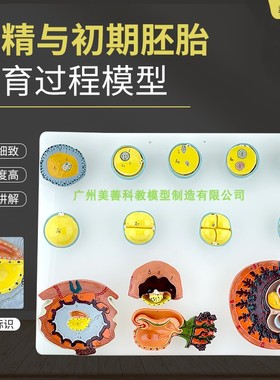 受精与初期胚胎发育过程模型A42003