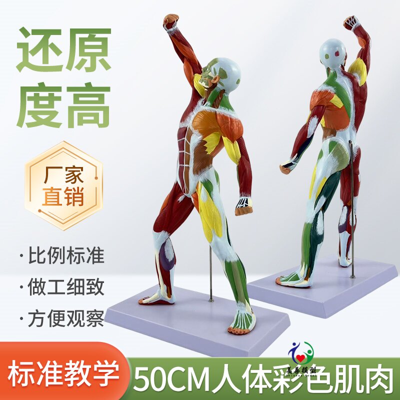 美善模型50CM彩色肌肉人解剖模型