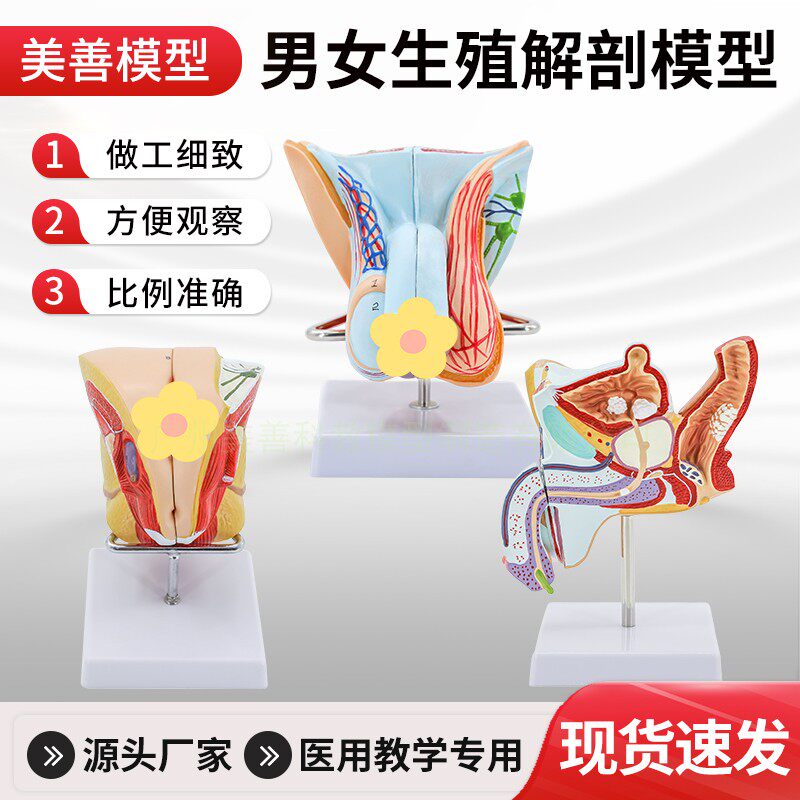 美善模型生殖解剖教学