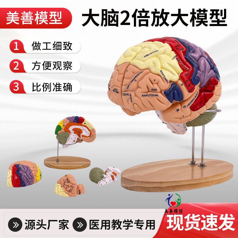 美善模型人体大脑解剖教学
