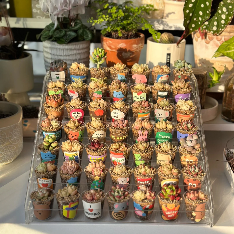 多肉小盆栽植物花架透明亚克力盆栽展示架桌面盆栽花卉绿植置物架