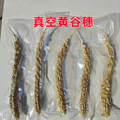 真空谷穗鹦鹉小鸟零食仓鼠黄谷穗小米穗仓鼠笼造景装 饰摄影