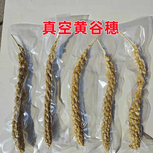 真空谷穗鹦鹉小鸟零食仓鼠黄谷穗小米穗仓鼠笼造景装饰摄影