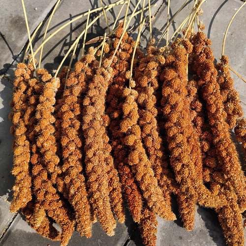 红谷穗谷子穗小米穗黄谷穗麦穗鹦鹉谷穗仓鼠零食造景装饰新谷穗