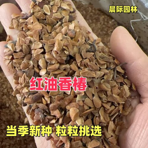 红油香椿种子速生香椿种籽四季易种红叶香春芽菜蔬菜种孑