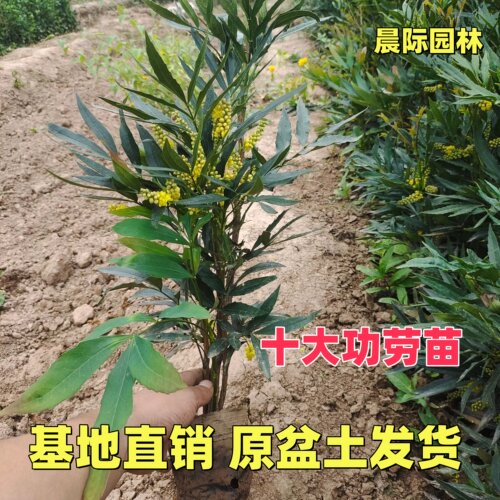 十大功劳树苗工程园林绿化苗木狭叶窄叶庭院观叶植物耐寒四季常青
