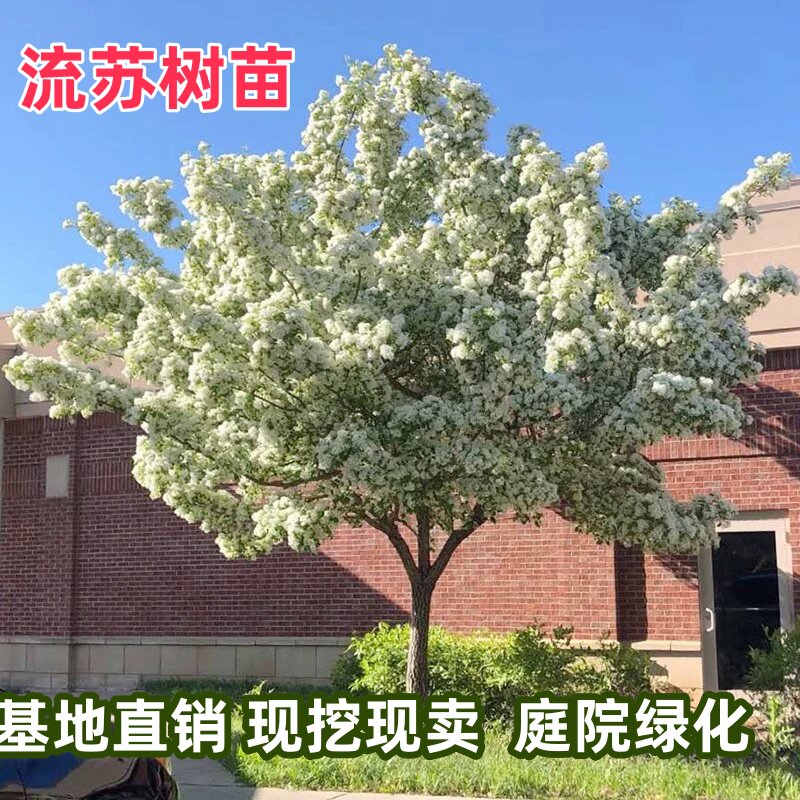 梦幻流苏树苗四月雪嫁接桂花油根子南方北方耐寒耐热庭院盆栽花卉