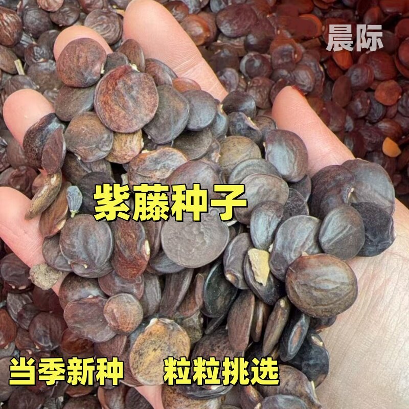 紫藤种子重瓣紫藤花苗花卉种子爬藤植物花种孑矮紫藤种籽四季可播