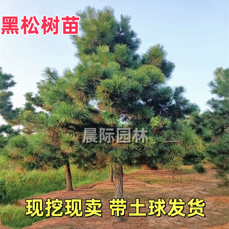 黑松大树苗松树庭院行道大型耐寒四季常青绿化造型风景日本松树