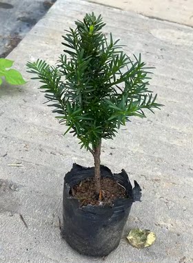 曼地亚红豆杉盆栽树苗庭院盆景净化空气原盆原土四季常青观叶占地