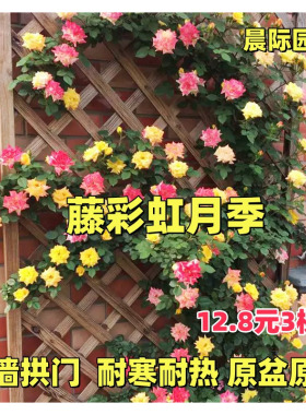 藤本月季彩虹月季花量大红色垂吊庭院多季开花爬墙蔷薇玫瑰小苗