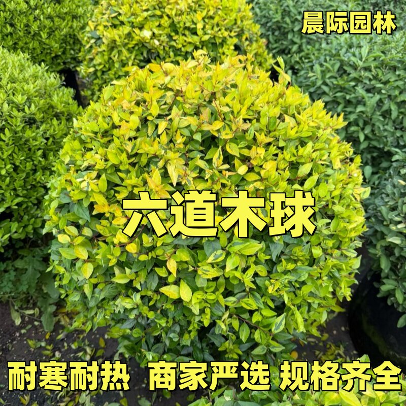 六道木大苗多年生常绿灌木盆栽室外庭院花卉耐寒观花观叶植物