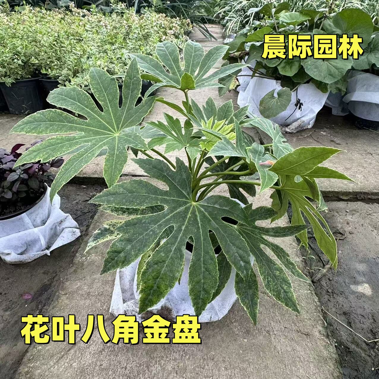 花镜植物花叶锦叶八角金盘锦盆栽 抹茶蜘蛛网八角金盘苗耐阴耐旱