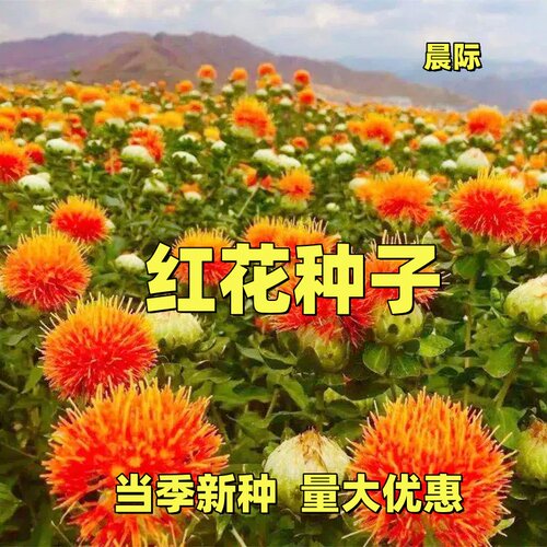 红花种子云南无刺红花种籽中药材大花高产食用特级四季种植开花苗