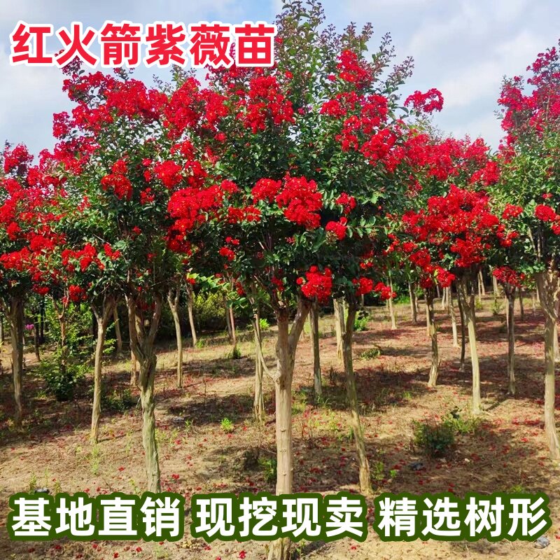 美国紫薇花树苗红火箭盆栽地栽庭院绿化植物南方北方种植四季观赏