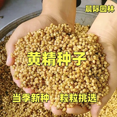 新鲜黄精种子鸡头黄精老虎姜多花黄精滇黄精药材种籽