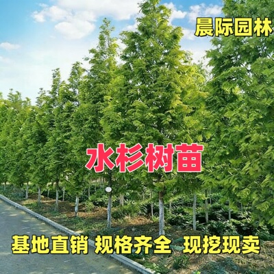 水杉苗水杉树苗 云杉池杉小苗 落羽杉中山杉树苗 庭院绿化景观树
