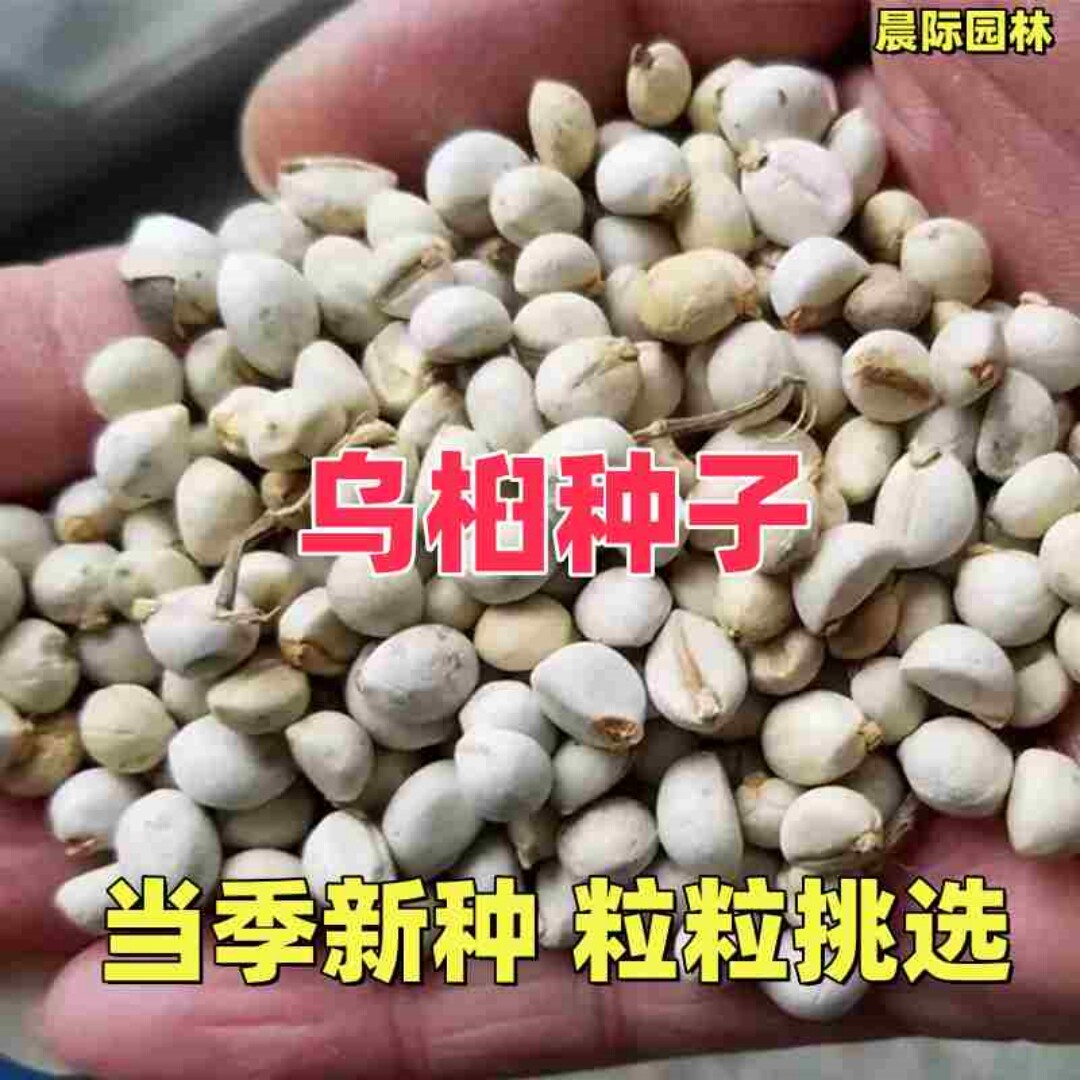 乌桕种子新采收乌桕树苗种籽山乌桕腊子树木子树观赏彩叶树种籽