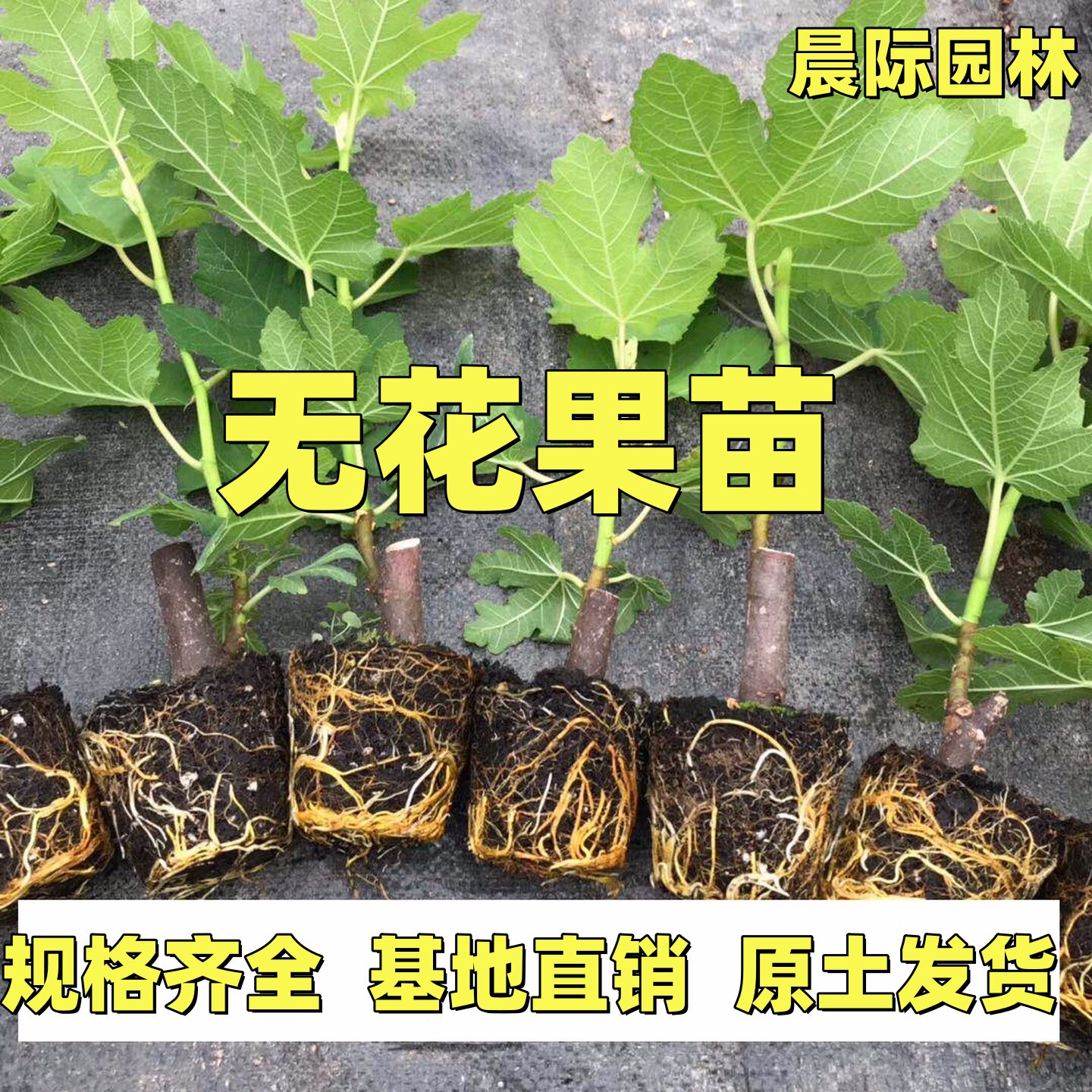 无花果树果苗带土四季果盆栽种植苗特大波姬红树苗大苗果树树苗