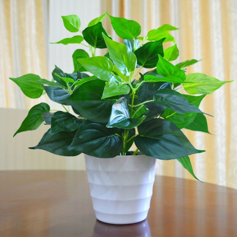 室内花草植物盆栽 图片 价格 多少钱 什么值得买 室内花草植物盆栽 图片 价格 多少钱 什么值得买