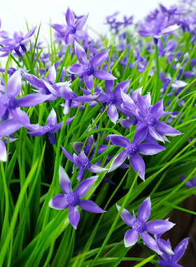 户外新款白色星星花摆件塑料花装饰花室外绿化庭院束Z隔断栅栏花