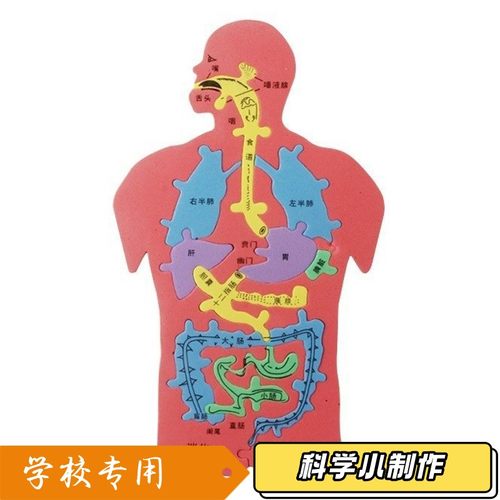 儿童益智科教玩具 人体消化系统内脏拼图eva模型动手动脑创意XZ27