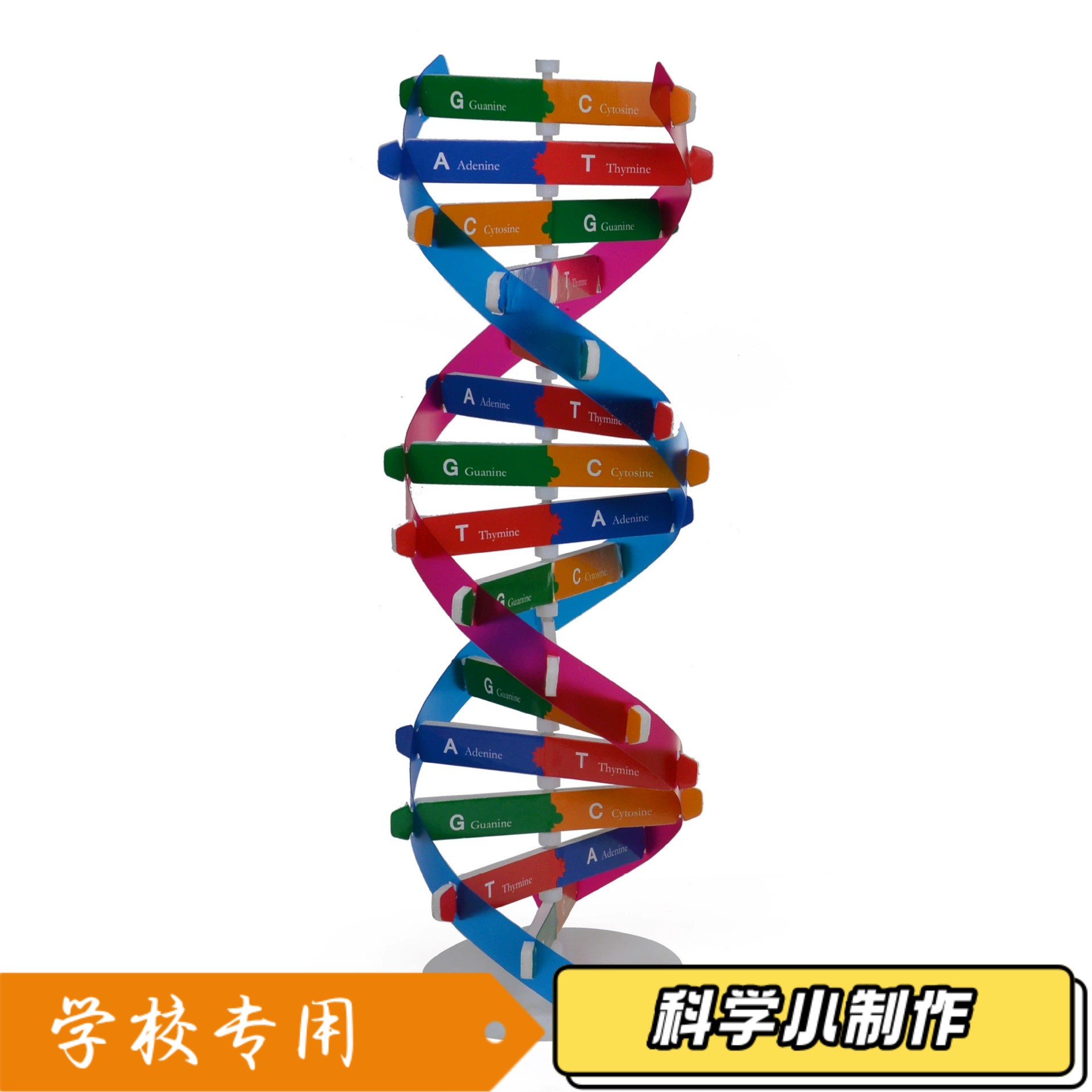 DNA双螺旋结构模型大号高中分子结构模型60cmJ33306脱氧核苷酸链