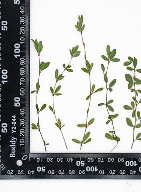 关门草尖叶枝 干花压花树叶相框滴胶书签植物标本贴画diy手工XZ88