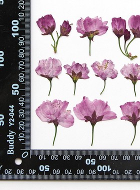 樱花侧押 干花压花书签相框植物标本花瓣妆真花蜡烛绢扇押花XZ82