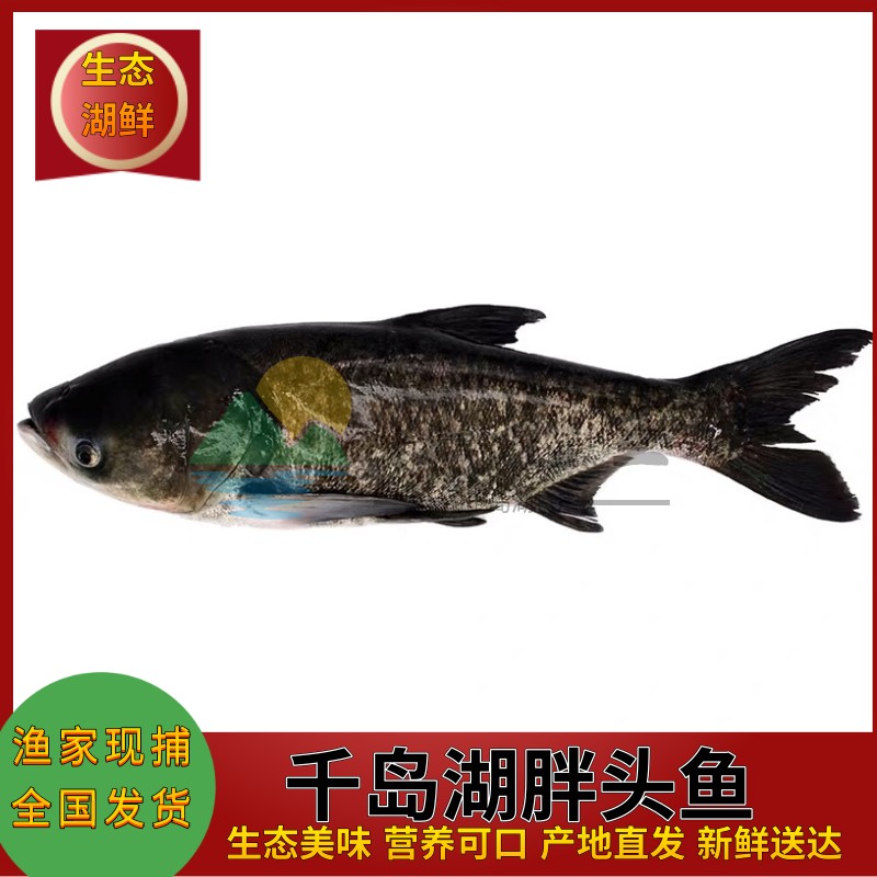 正宗千岛湖胖头鱼鳙鱼新鲜大鱼头活体包头鱼鱼鲜活大头鲢活鱼花鲢